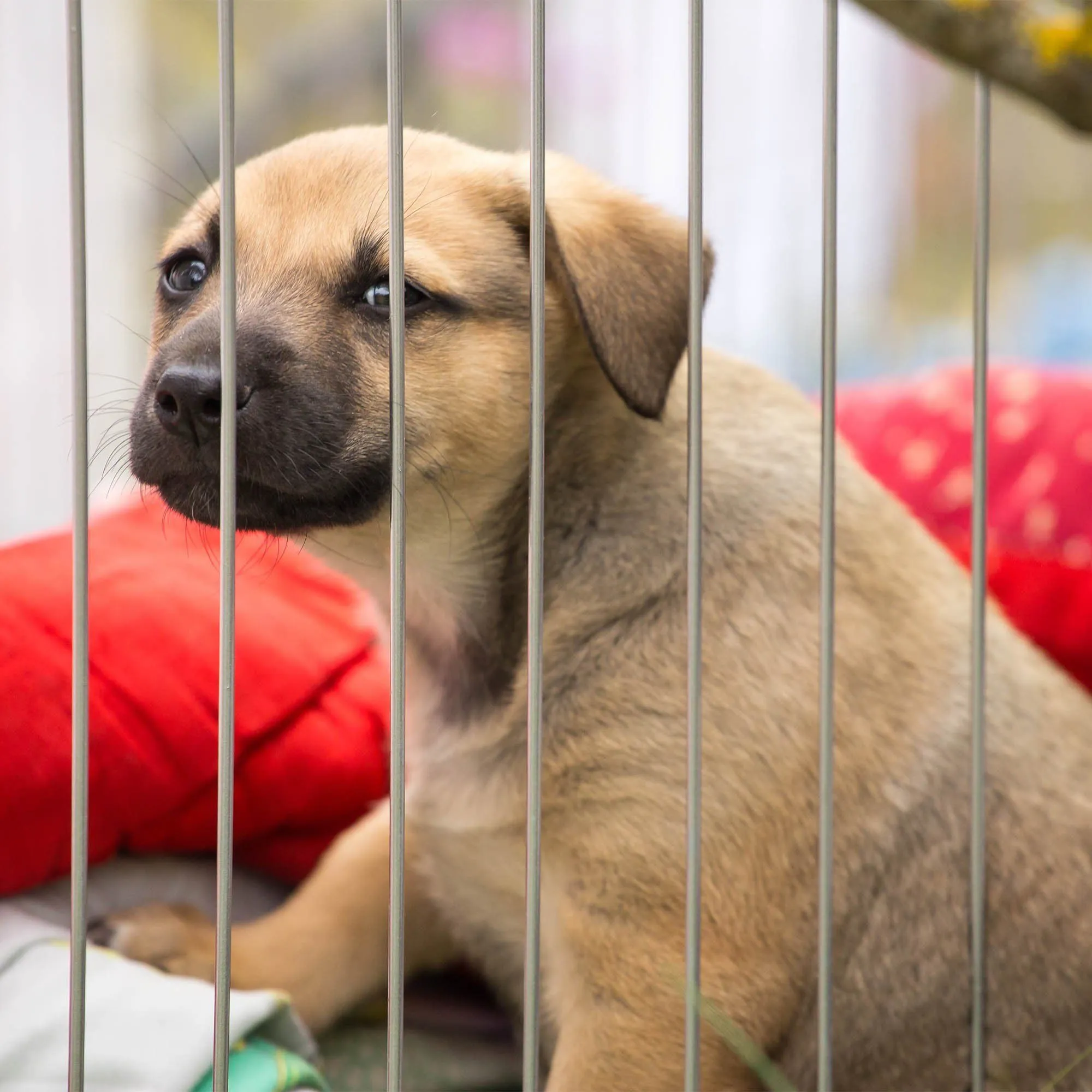 6th Annual Holiday Toy & Treat Drive: Bring Joy To a Shelter Pet