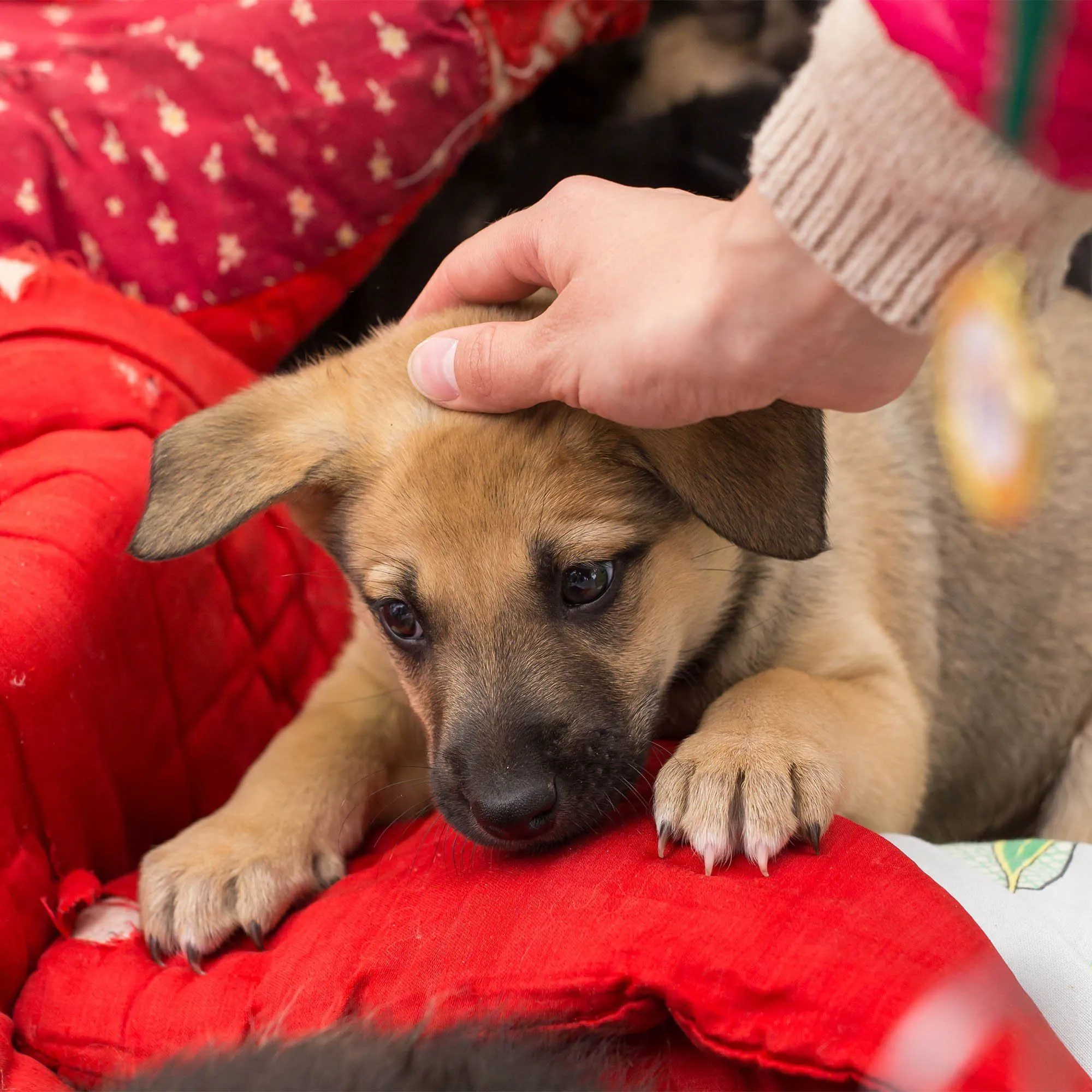 6th Annual Holiday Toy & Treat Drive: Bring Joy To a Shelter Pet